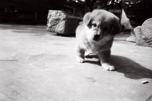 Lucky SHD 100 B&W 135/35mm Film